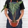 Alocasia Sarian