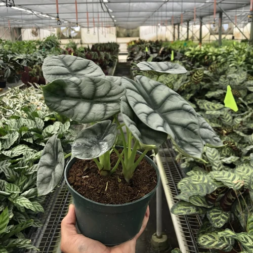 Moderate to advanced