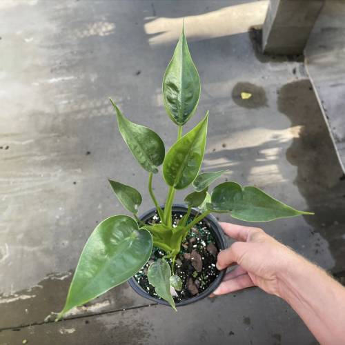 Alocasia Tiny Dancer