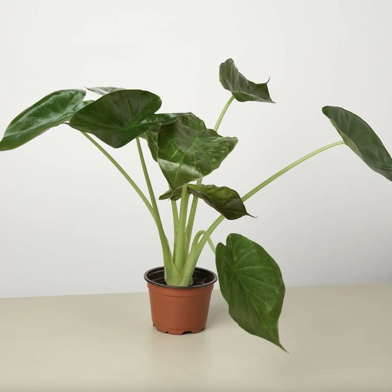 Alocasia Wentii