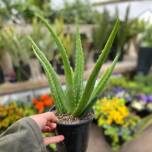 Aloe Vera