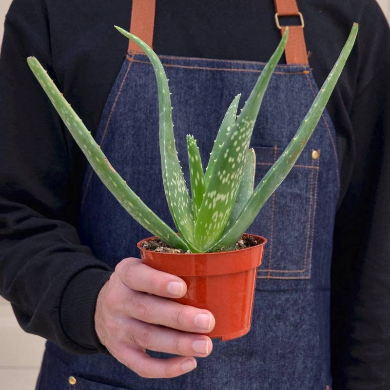 Aloe Vera