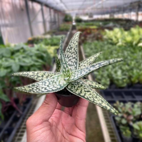 Aloe White Fox