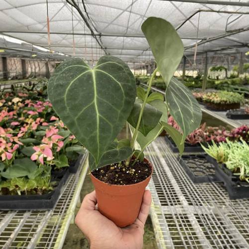 Anthurium Clarinervium