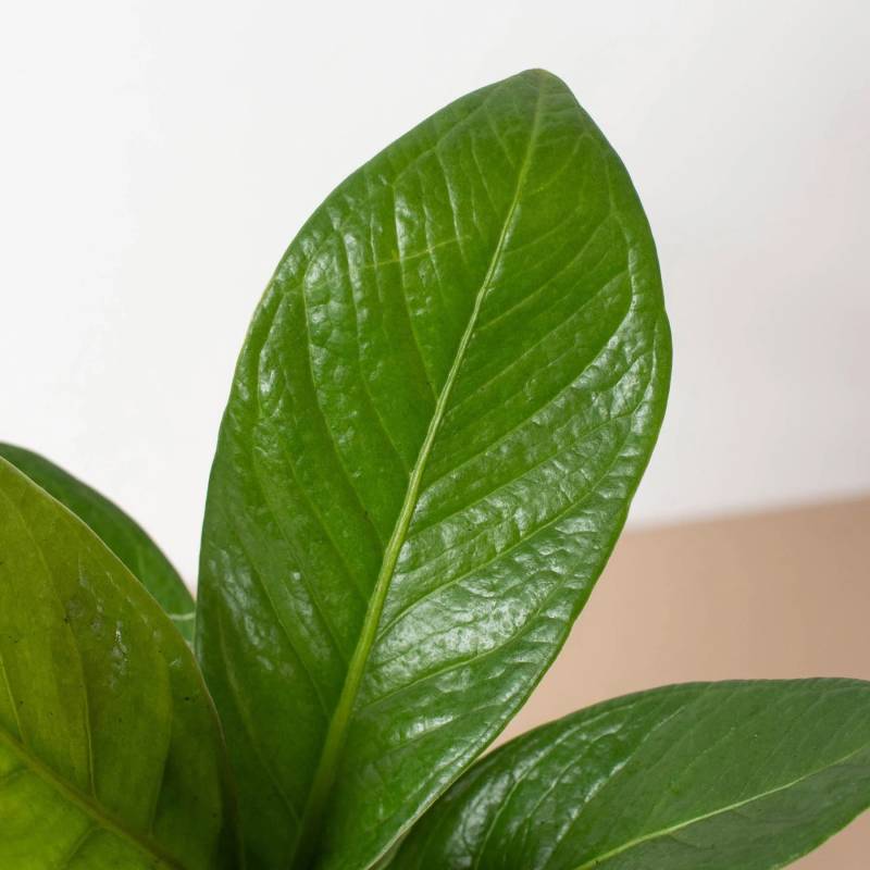 Anthurium Cobra