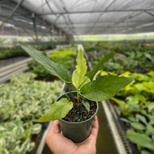 Anthurium Hookeri Variegated