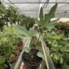 Anthurium Lacy Plant