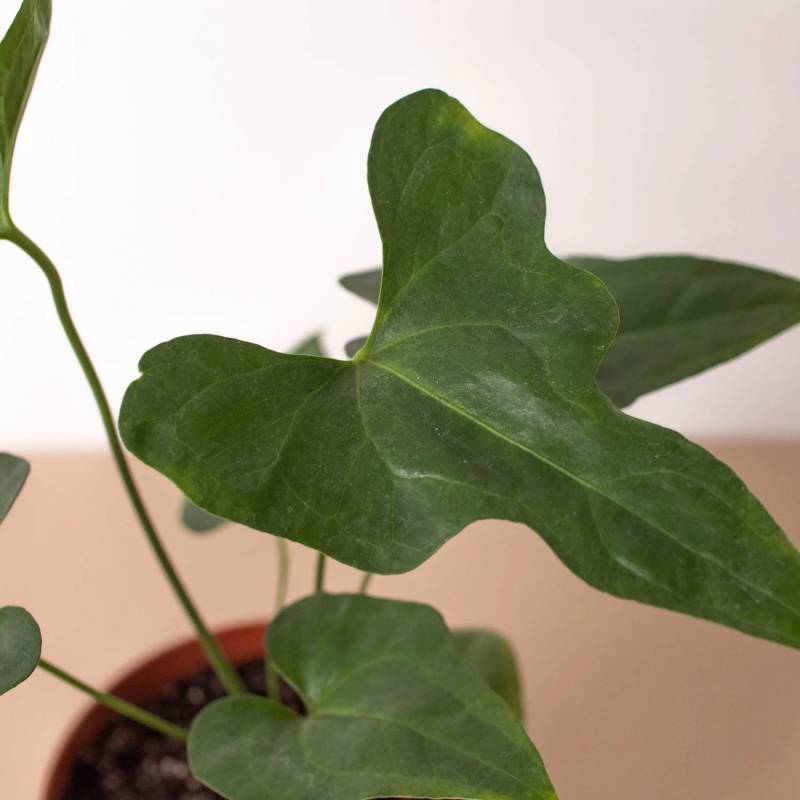 Anthurium Lacy Plant