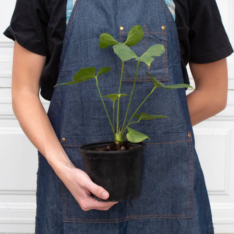 Anthurium Lacy Plant