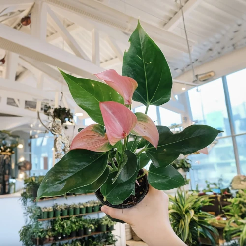 Anthurium Pink
