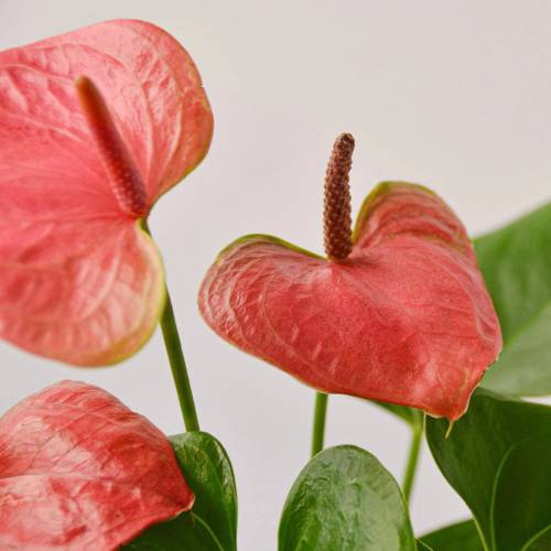 Anthurium Pink