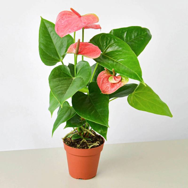 Anthurium Pink