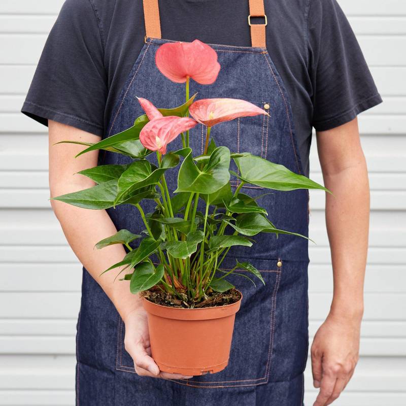 Anthurium Pink