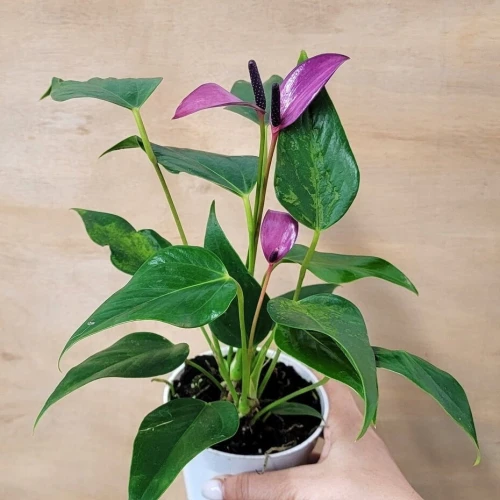 Anthurium Purple
