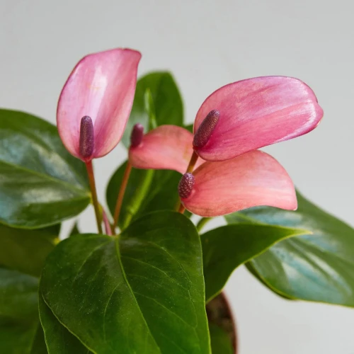 Anthurium Purple