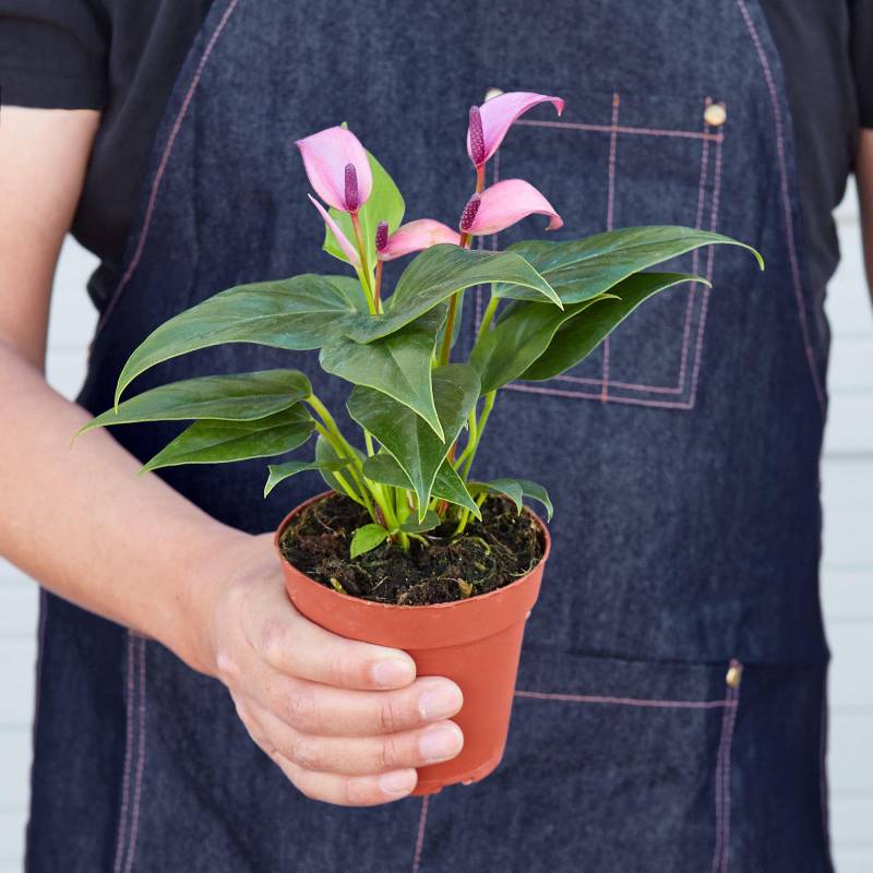 Anthurium Purple