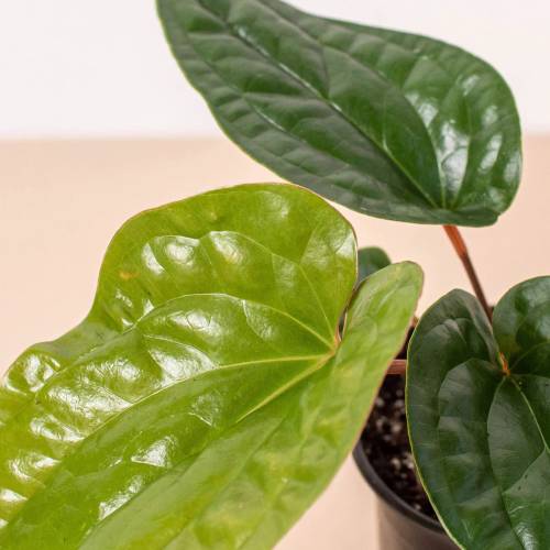 Anthurium Radicans x Luxurians