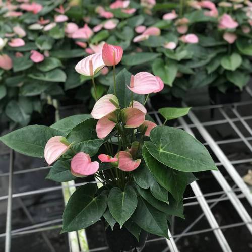 Anthurium Rainbow Champion