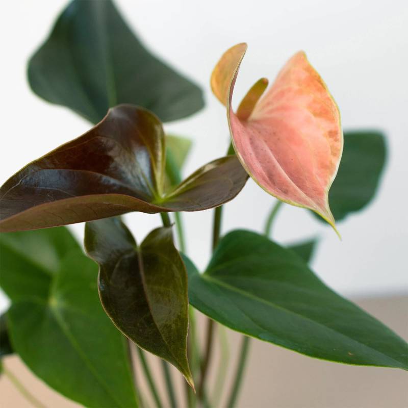 Anthurium Rainbow Champion