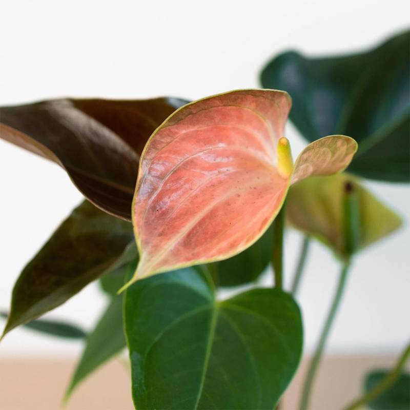 Anthurium Rainbow Champion