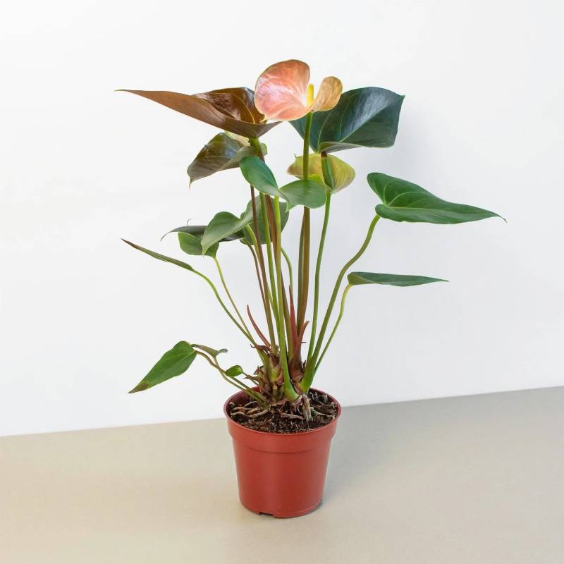 Anthurium Rainbow Champion