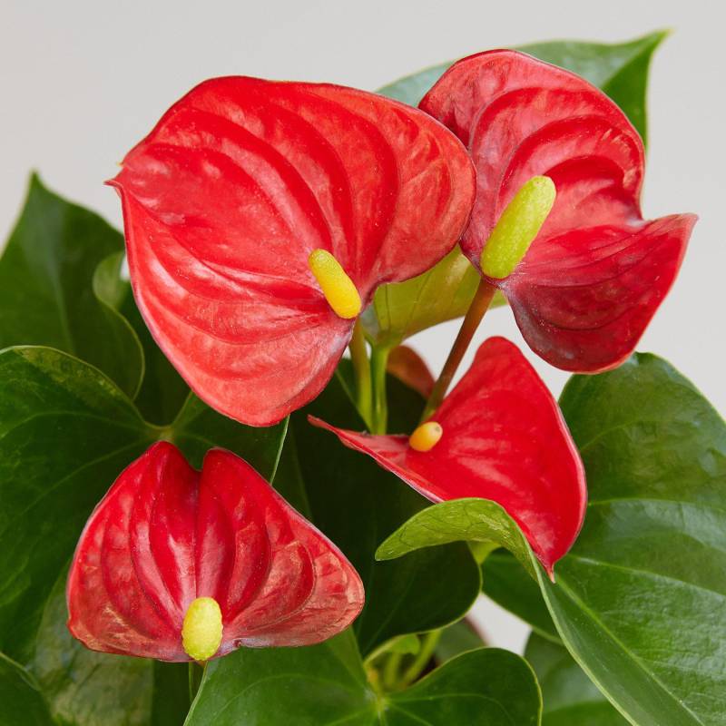 Anthurium Red - Image 2