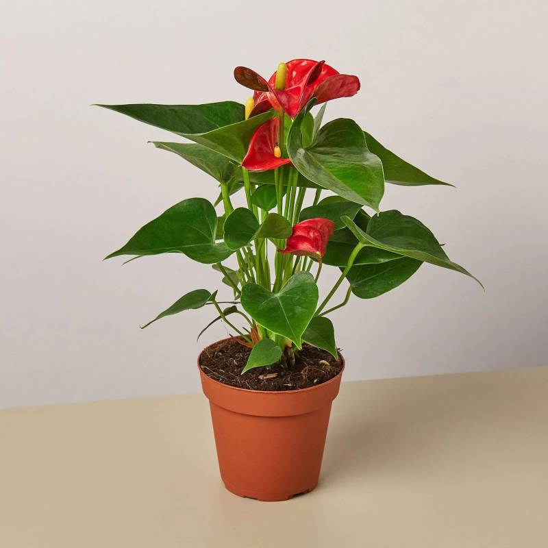 Anthurium Red - Image 3