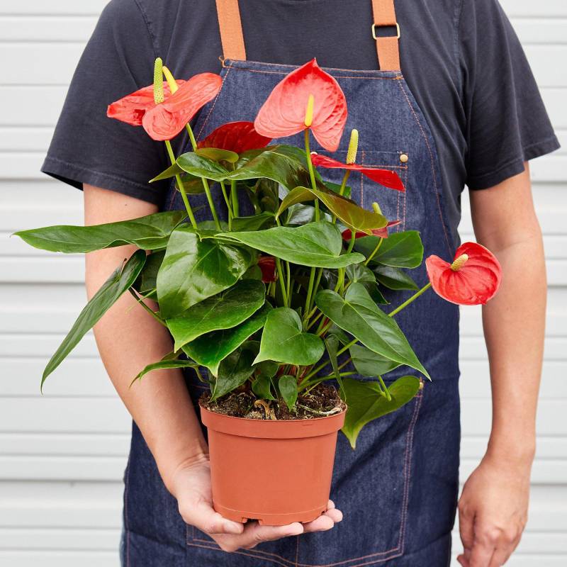 Anthurium Red - Image 4