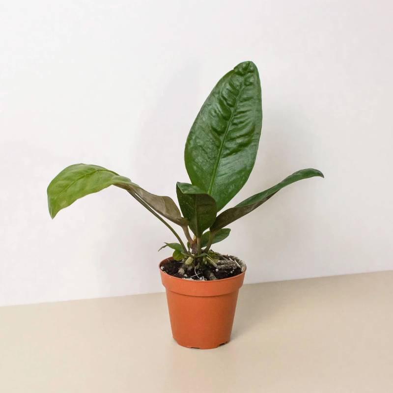 Anthurium Superbum