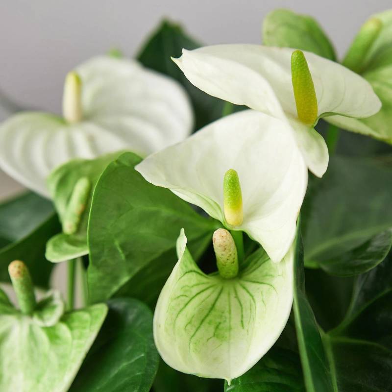 Anthurium White