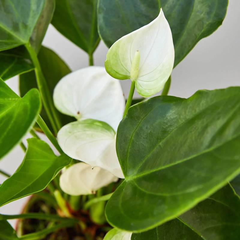 Anthurium White