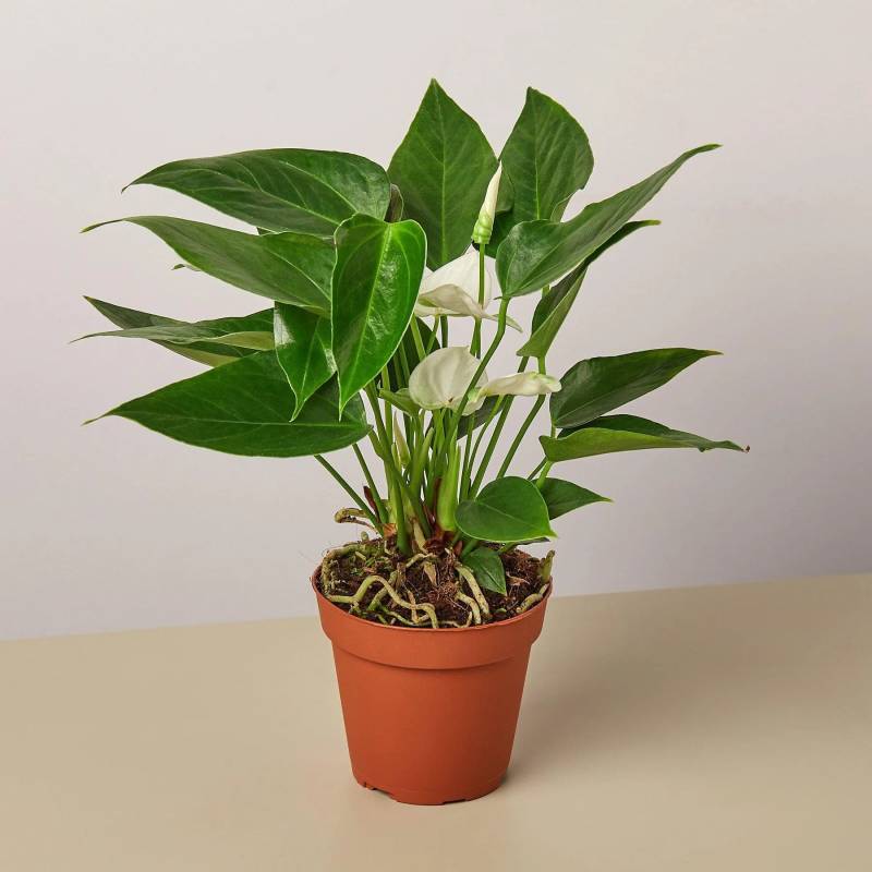 Anthurium White