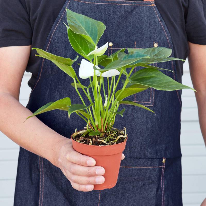 Anthurium White