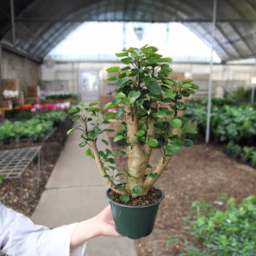 Aralia Fabian Stump Polyscias Scutellaria