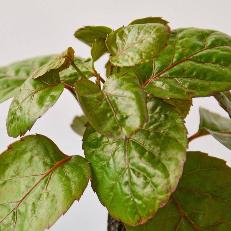 Aralia Fabian Stump Polyscias Scutellaria