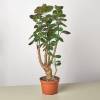 Aralia Fabian Stump Polyscias Scutellaria