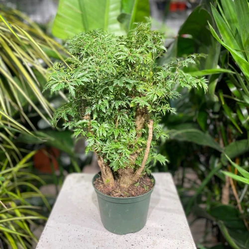 Aralia Ming Stump Plant