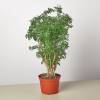 Aralia Ming Stump Plant