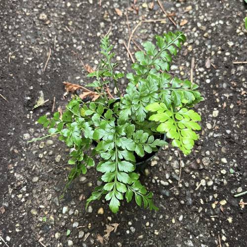 Austral Gem Fern