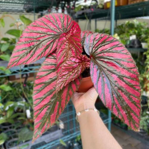 Begonia Exotica