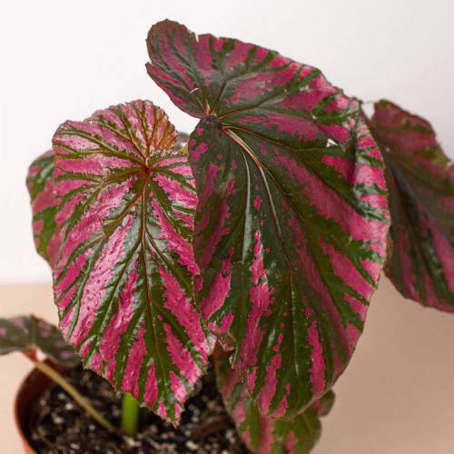 Begonia Exotica