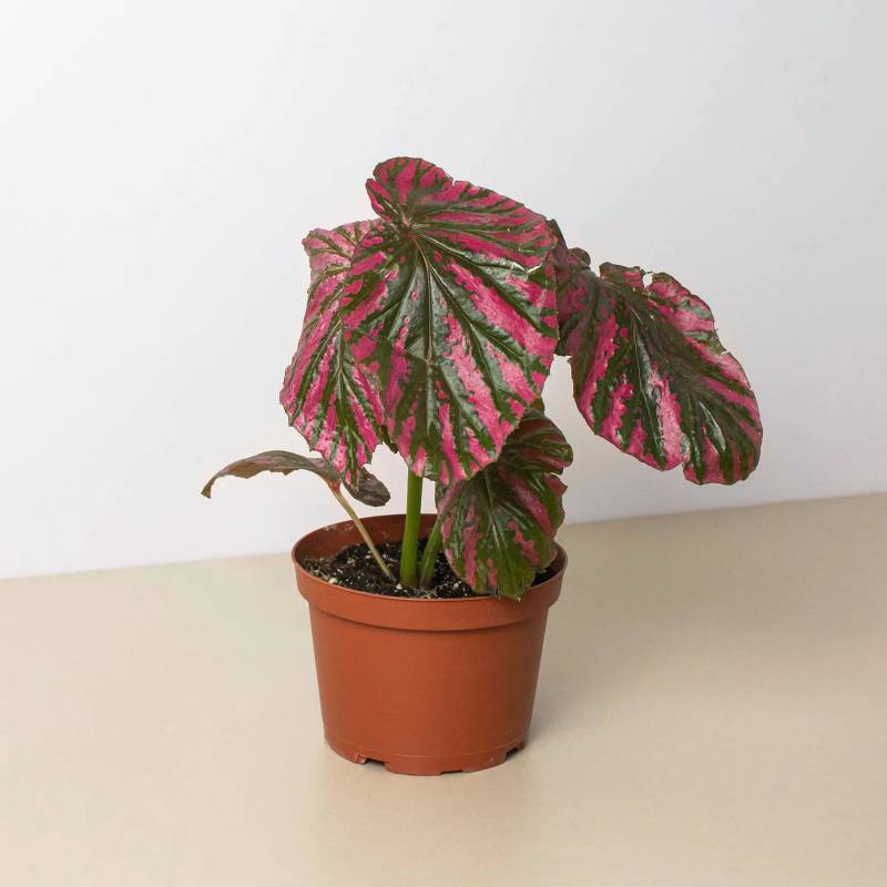 Begonia Exotica