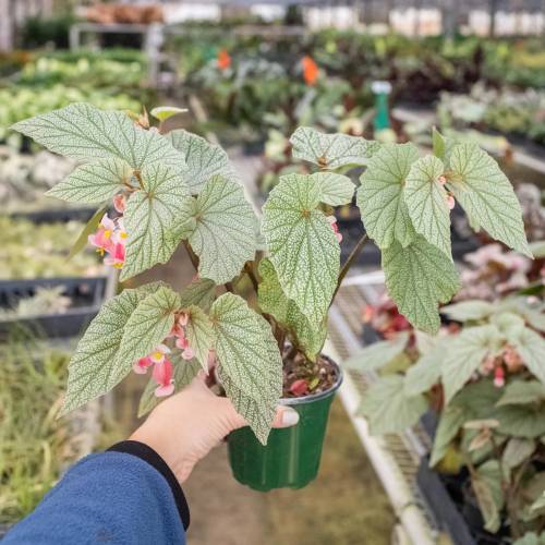 Begonia Frosty