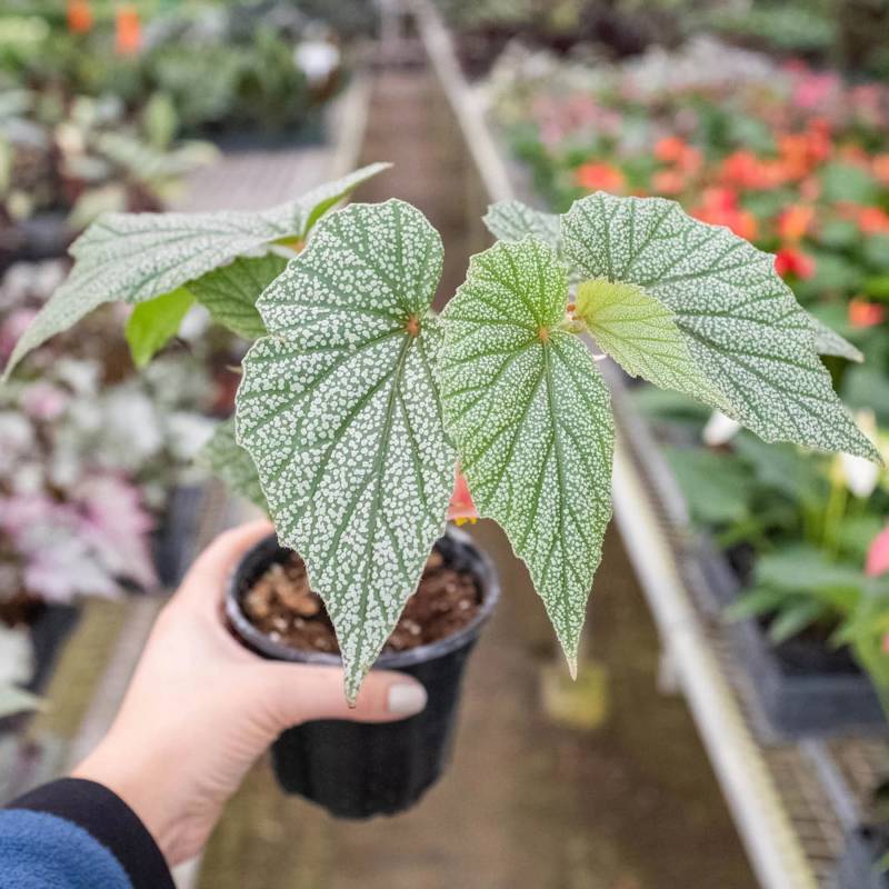 Begonia Frosty