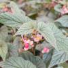 Begonia Frosty