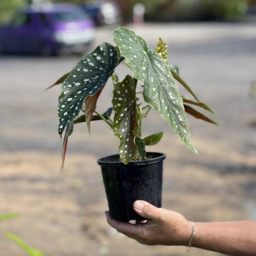 Begonia Maculata