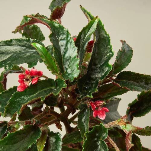 Begonia Miss Milly