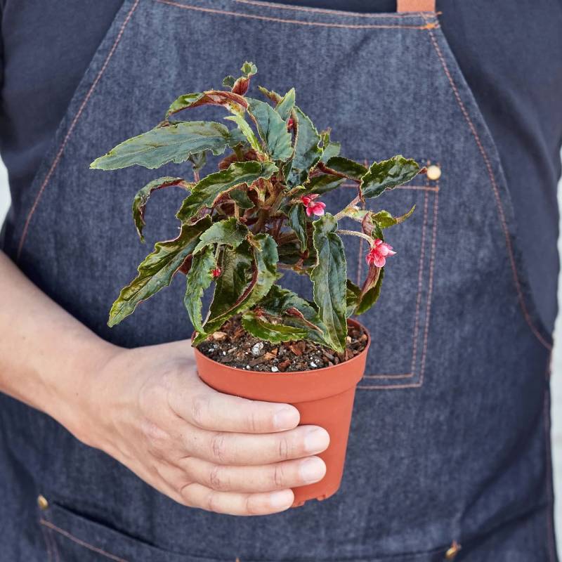 Begonia Miss Milly