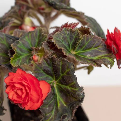 Begonia Mocca Deep Orange