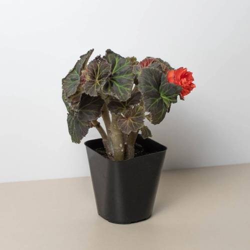 Begonia Mocca Deep Orange